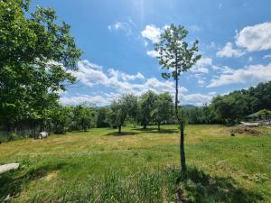 a tree in the middle of a field at Casa primitoare in inima naturii si padurii in Rîşca