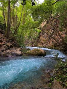 Un río con rocas en medio de un bosque en ירוק בטבע, en She'ar Yashuv