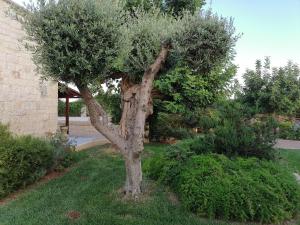 un albero seduto sull'erba accanto a un edificio di Villa DI GRASSI - Locazione Turistica a Polignano a Mare