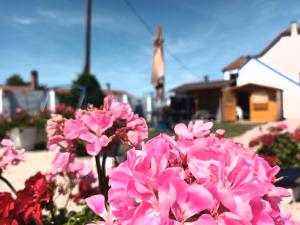 um ramo de flores cor-de-rosa em frente a uma casa em Penzion u Karla 