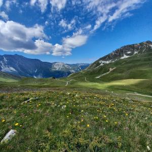 un champ de fleurs sur une montagne avec des montagnes en arrière-plan dans l'établissement les campanules, à Bourg-Saint-Maurice