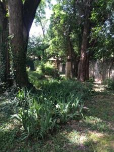 ロックモールにあるle mas rocamourの植木の多い庭園