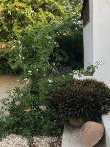 eine Topfpflanze auf der Seite eines Hauses in der Unterkunft Grande maison en bordure de plage in Palmarin