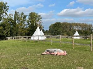 Zvířata v luxury tent nebo okolí