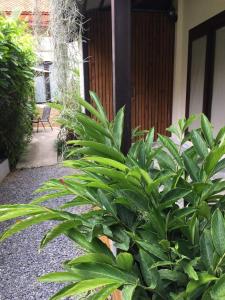 una planta verde frente a un edificio en Villas Chaba, en Thong Nai Pan Yai