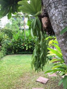 Un mucchio di foglie verdi appese ad un albero di Villas Chaba a Thong Nai Pan Yai