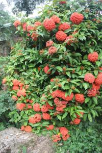 Gallery image of Le Residence de Josephine in Kloof