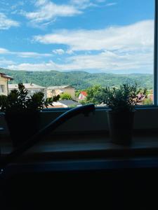 a window with two potted plants on a window sill at Cozy Little Place in Sighetu Marmaţiei