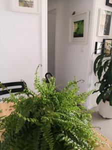 A garden outside My quiet house