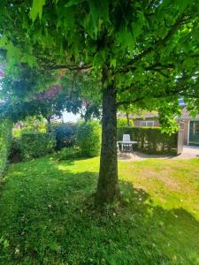 un albero in mezzo a un cortile con una panchina di 't Schoenmakershuisje a Epen