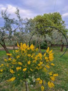 a bunch of yellow flowers in a field at Casa Vacanze Giulienso in Ardea