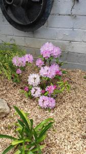 a bunch of pink flowers in a garden at Le Moulin d'Audenfort in Clerques