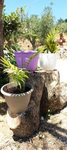 Fotografie z fotogalerie ubytování Lily Home_Lefkada ~ Private Country house v destinaci Kondáraina