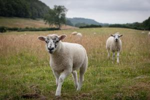 eine Herde Schafe, die auf einem Grasland stehen in der Unterkunft Experience the Peace & Quiet in the North York Moors at Rawcliffe House Farm in Pickering