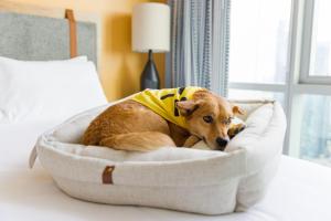 a dog laying in a dog bed on a bed at Sentral Union Station in Denver