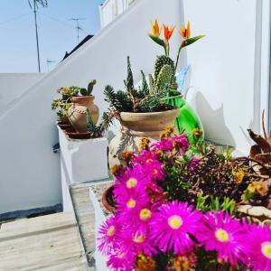 Zahrada ubytování Casa e Vita Salento - Cutrofiano