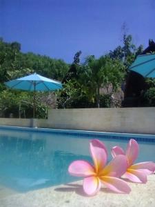een roze bloem in het zand naast een zwembad bij Light Blue Villa in Tepus