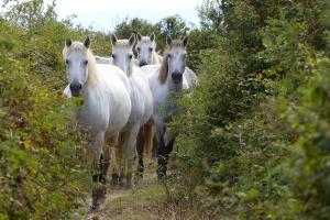 un grupo de caballos blancos caminando por un sendero en Isola della Cona - Riserva naturale Foce dell'Isonzo, 