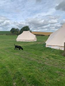 Tiere in der Zelt-Lodge oder in der Nähe