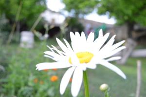 Billede fra billedgalleriet på The Old House Guest House i Obedinenie