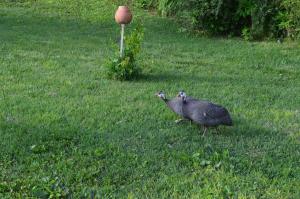Billede fra billedgalleriet på The Old House Guest House i Obedinenie