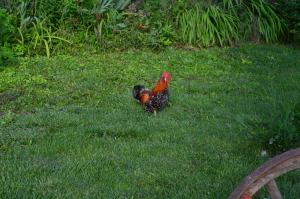 Billede fra billedgalleriet på The Old House Guest House i Obedinenie + 27 billeder