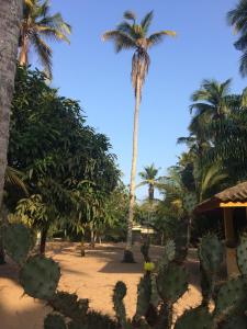 a group of palm trees and cacti on a beach at Rundbungalow auf Lionsrest in Grand-Bassam