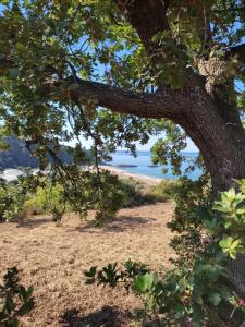 a tree with a view of the beach at La Formica in Ascea