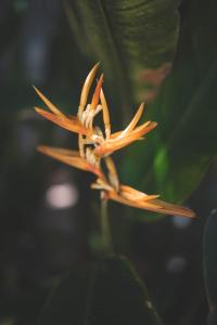 Fotografie z fotogalerie ubytování Guava Garden v destinaci Gili Trawangan