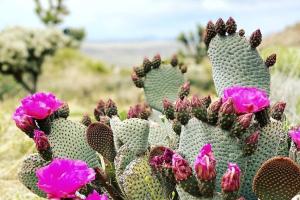 Bilde i galleriet til Cozy Rustic Home minutes to Joshua Tree Nat'l Park i Joshua Tree