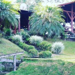 a garden with bushes and trees and a bench at Pochotel Natural in Turrialba
