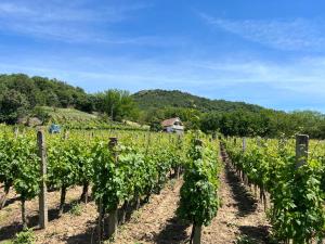 Naturlandskabet i nærheden af lejligheden + 18 billeder