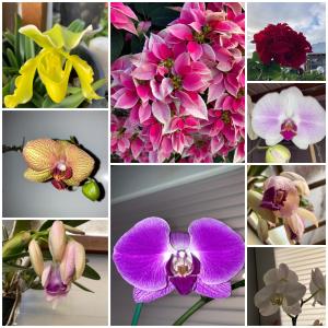 Fotografie z fotogalerie ubytování La Petite Escale du Maïdo v destinaci Saint-Paul + 13 fotografií