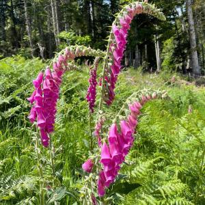 a group of purple flowers in a field at Eco Yourte Les Airelles in Saint-Anthème