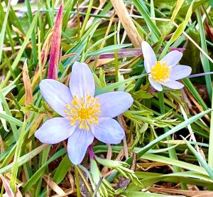 dwa niebieskie kwiaty w trawie w obiekcie Eco Yourte Les Airelles w mieście Saint-Anthème