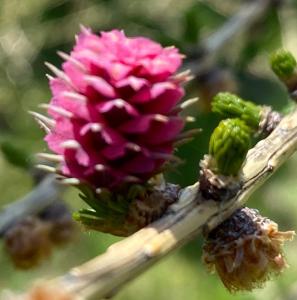 a pink flower is growing on a tree branch at Eco Yourte Les Airelles in Saint-Anthème