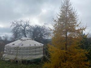 a yurt in a field with a pine tree at Eco Yourte Les Airelles in Saint-Anthème