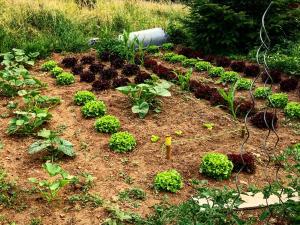 a garden with many plants in the dirt at Eco Yourte Les Airelles in Saint-Anthème