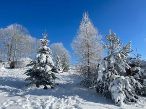 a group of christmas trees covered in snow at Eco Yourte Les Airelles in Saint-Anthème