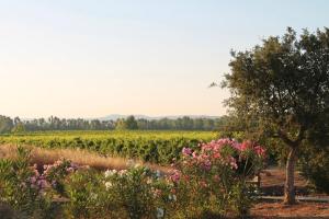 een bloemenveld voor een wijngaard bij MARIS APARTMENTS - Airport Shuttle in Alghero