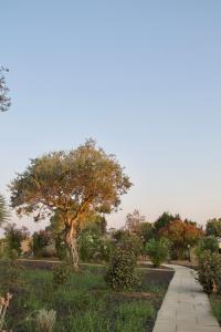 een boom in het midden van een park met een stoep bij MARIS APARTMENTS - Airport Shuttle in Alghero