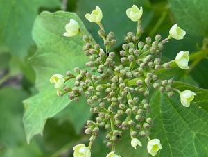 a close up of a plant with green leaves at Jasserie Les Airelles in Saint-Anthème