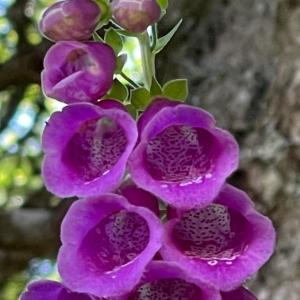 Un mazzo di fiori viola su un albero di Jasserie Les Airelles a Saint-Anthème