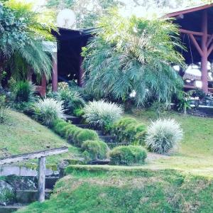 a garden with bushes and trees and a bench at Pochotel in Turrialba