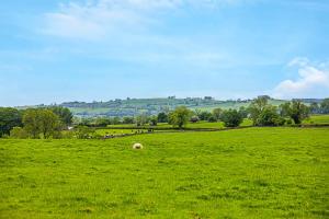 a sheep laying in a field of green grass at The Coach House at Dovedale Manor in Tissington