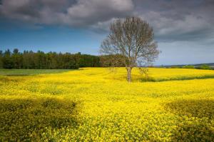 a tree in a field of yellow flowers at Circus Hostal Putbus in Putbus