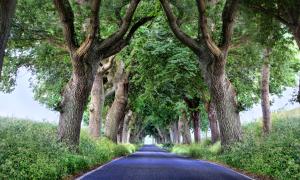 a road lined with trees on either side at Monteur- & Geschäftskunden Pension am Circus in Putbus