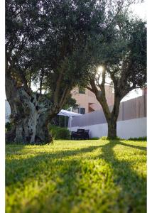 dwa drzewa i ławka na polu trawy w obiekcie Villa Olea in Procida w mieście Procida
