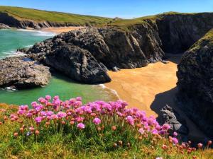 a group of pink flowers on the shore of a beach at lovely holiday home nr Kynance Cove in Lizard