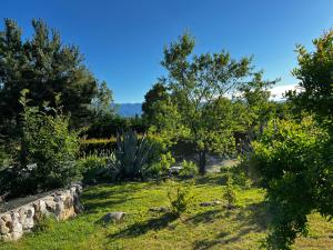 un jardín con un cactus y algunos árboles y hierba en A Cjase di Sandra, en Moruzzo